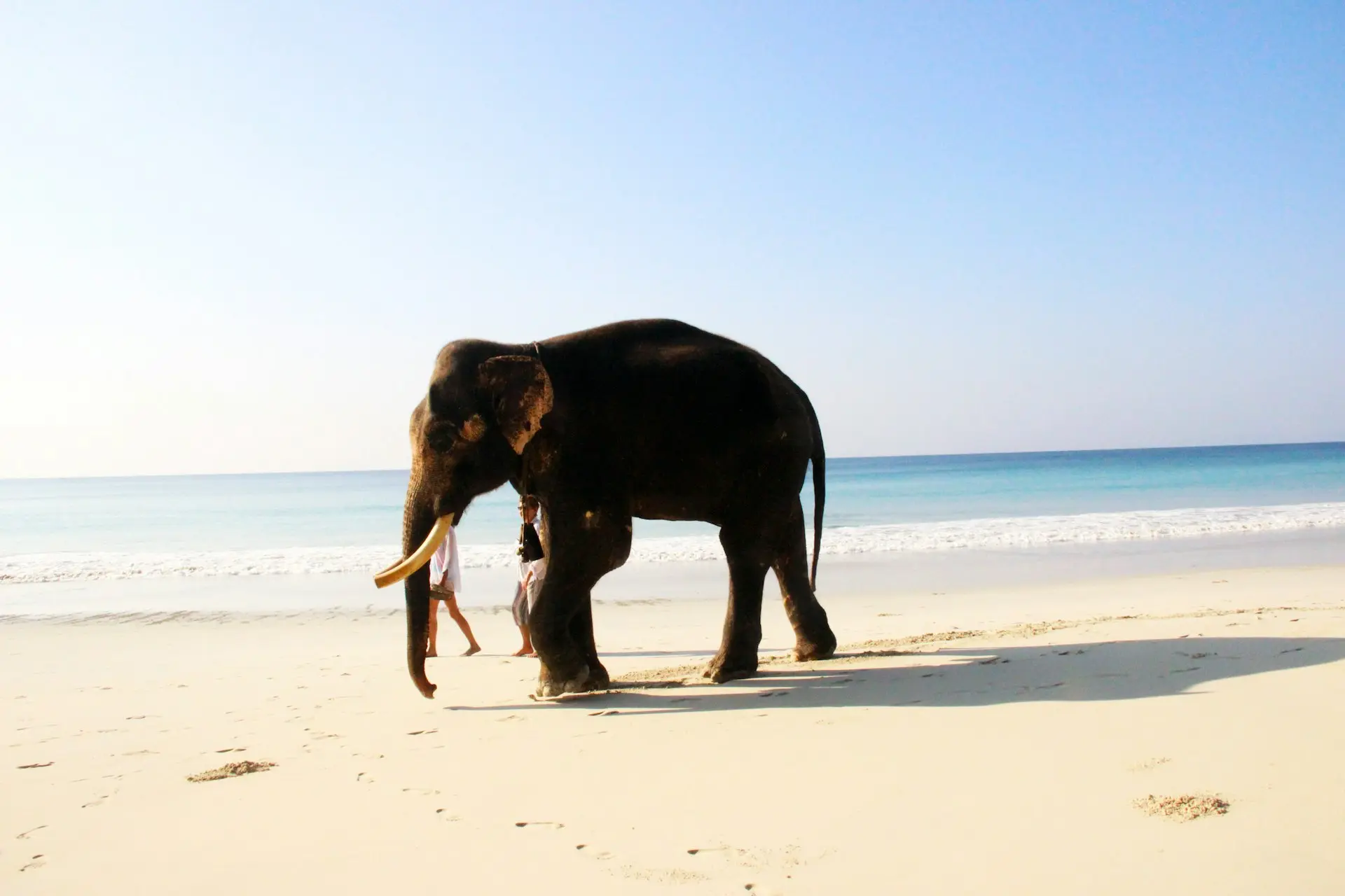 Galaxy International Tours’ beach and wildlife package in Andaman with elephant ride and Coral Island sightseeing