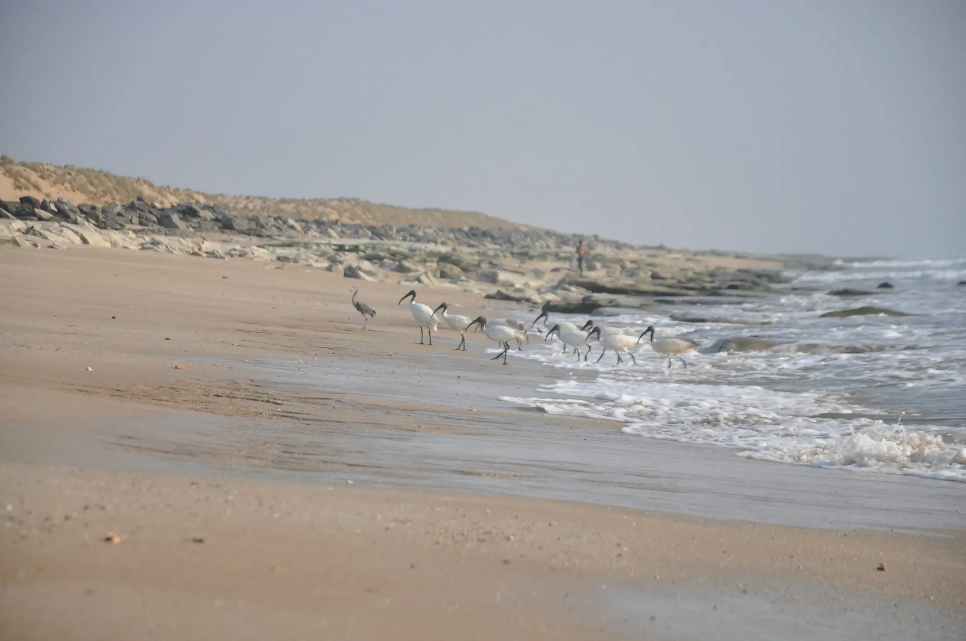 flock of birds on beach during daytime