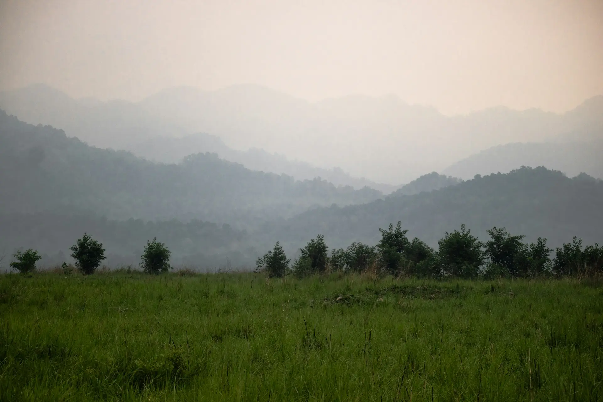a grassy field with trees and fog