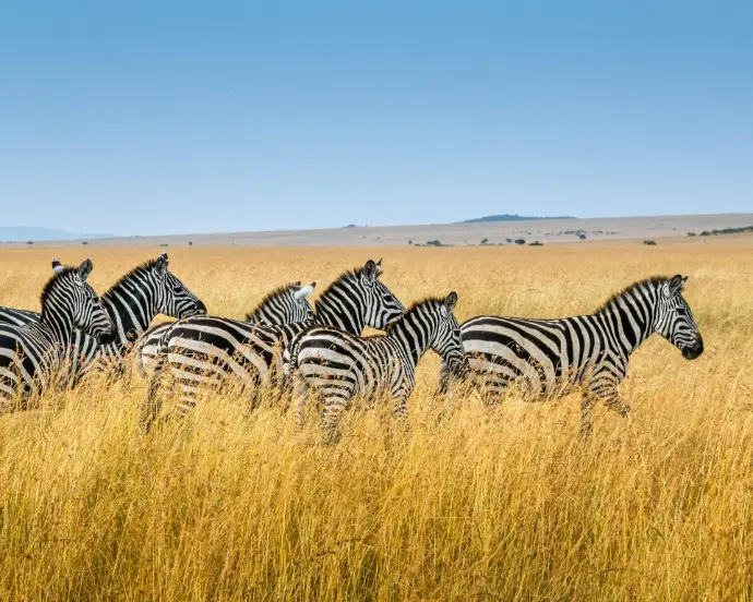 Herd of zebras grazing in the grasslands of Kenya