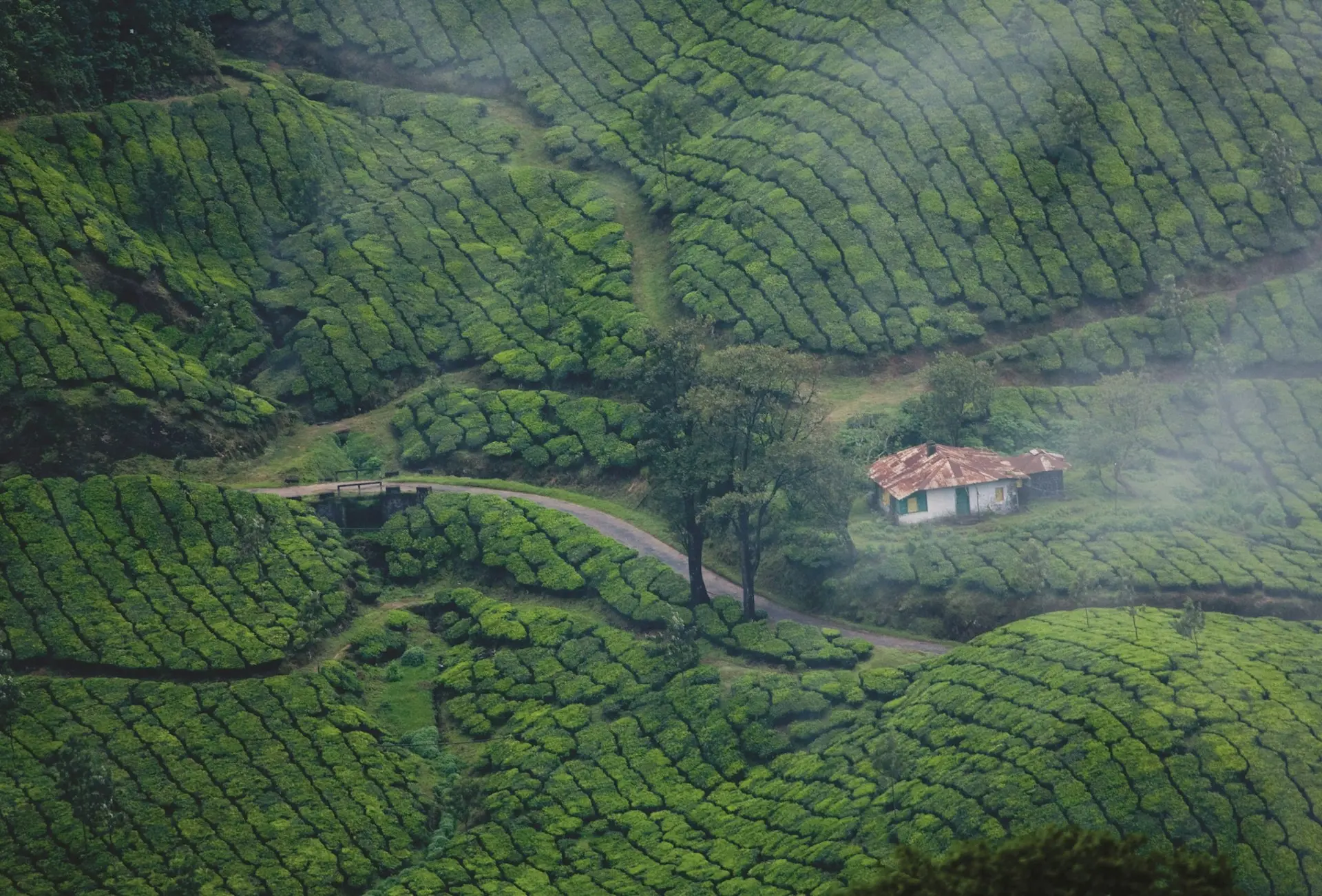 Galaxy International Tours’ Kerala hill and spice plantation tour to Munnar, Cochin, and Thekkady – ideal for nature lovers